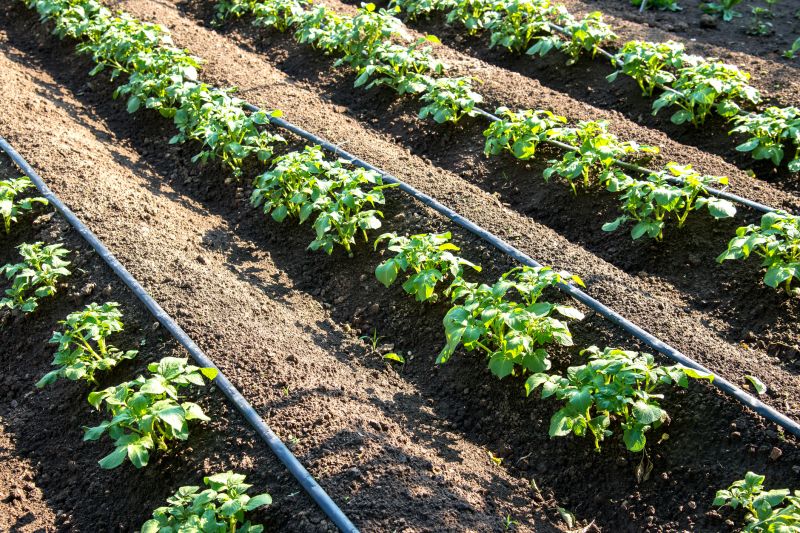 Drip Irrigation Installation in Honolulu, HI