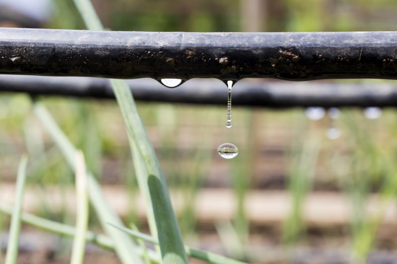 Drip System Installation in Honolulu, HI