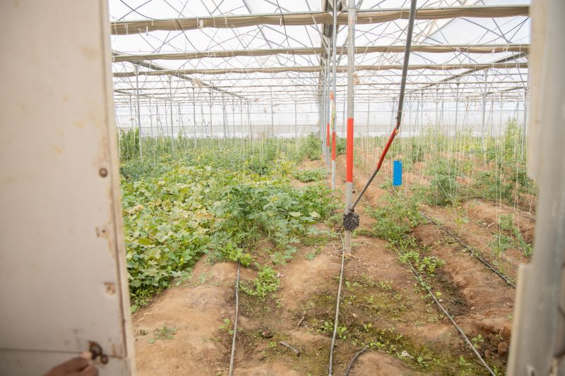 Drip Irrigation Installation in Honolulu, HI